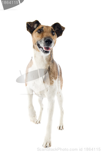 Image of smooth fox terrier 