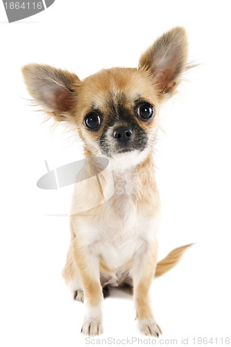 Image of puppy chihuahua