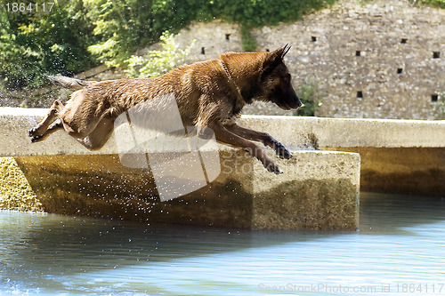 Image of malinois jumping in the river