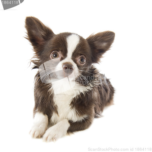 Image of chihuahua