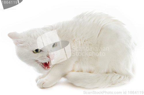 Image of angry cat