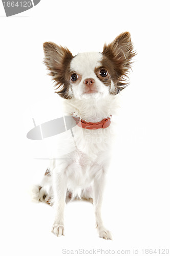 Image of chihuahua with preventive collar