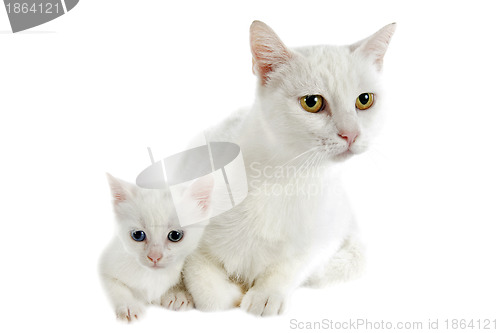 Image of white kitten and mother