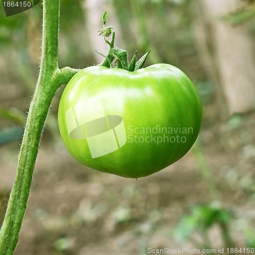 Image of Big green unripe tomato