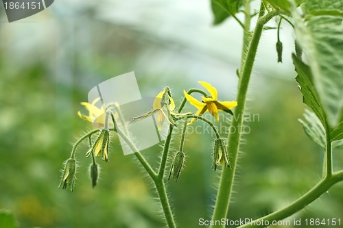 Image of Tomatoes flowering 