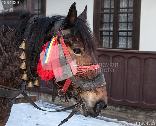 Image of Profile of a Traditional Romanian Horse
