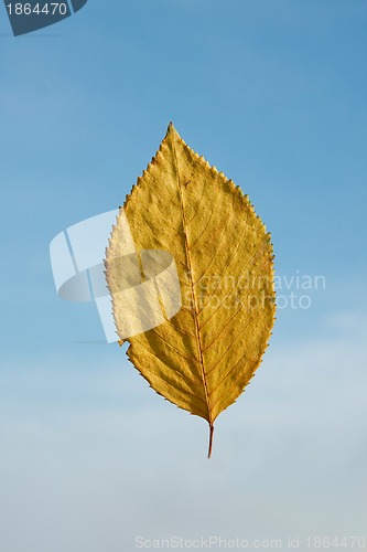 Image of Leaf