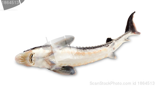 Image of Dead sterlet fish on white background.