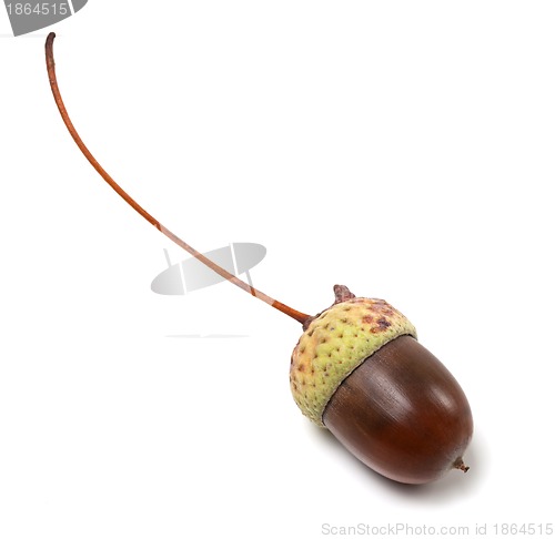 Image of Acorn isolated on white background