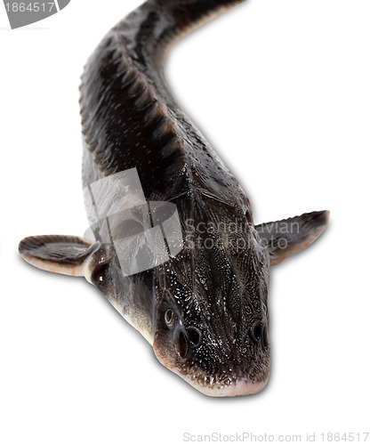 Image of Fresh sterlet fish on white background