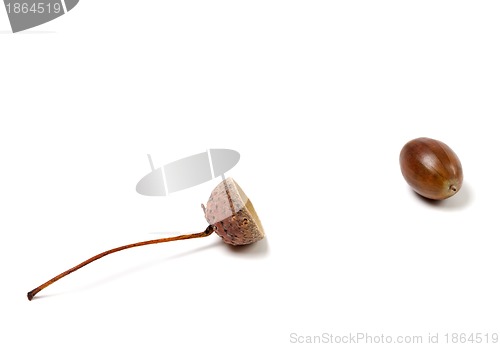Image of Fallen acorn on white background
