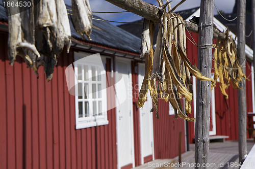 Image of Dried stockfish