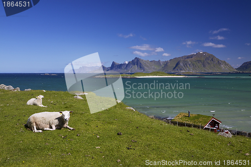 Image of Sheep farm on Lofoten