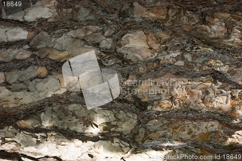 Image of Pine-tree bark