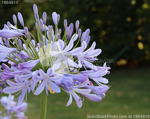 Image of Lily of the Nile