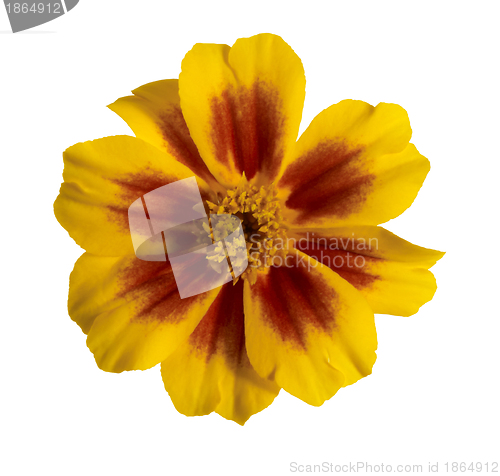 Image of Tagetes flower