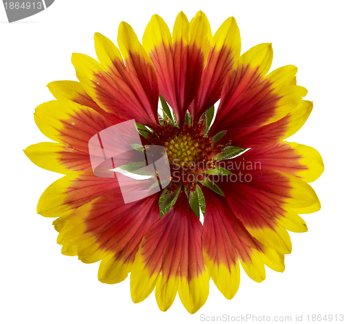 Image of blanket flower