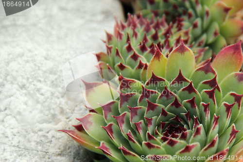 Image of succulent plant