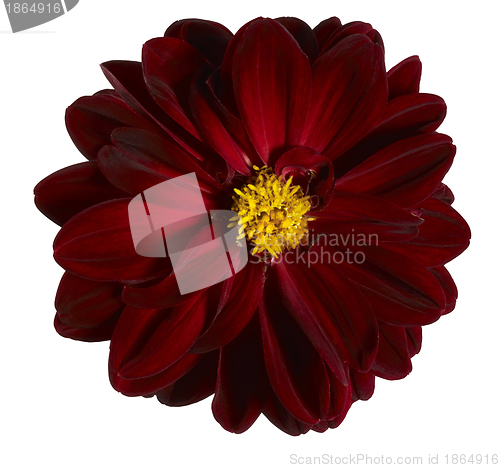 Image of red flower
