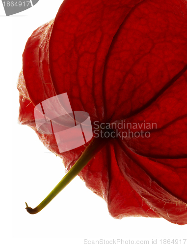 Image of chinese lantern detail