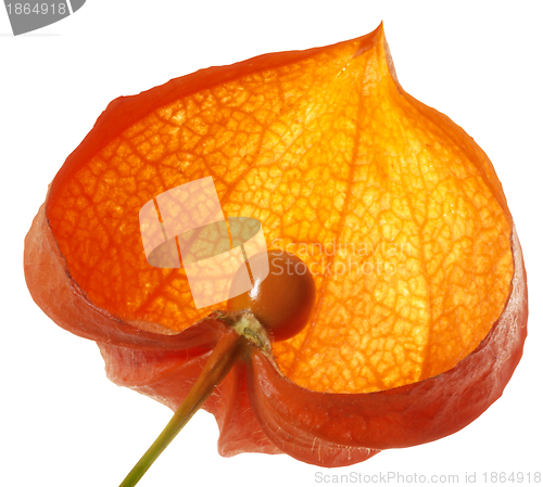 Image of halved chinese lantern