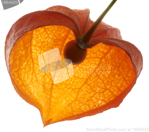 Image of halved chinese lantern