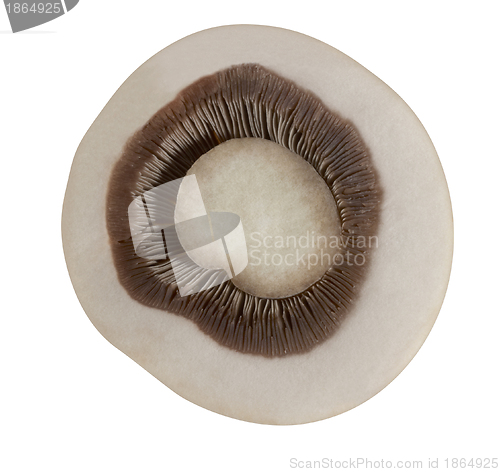 Image of sliced mushroom