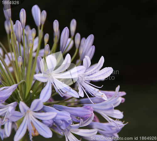 Image of Lily of the Nile