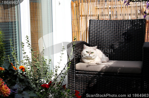 Image of White beautiful cat sitting on sunny terrace