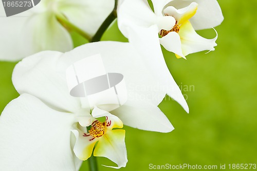 Image of white orchid 