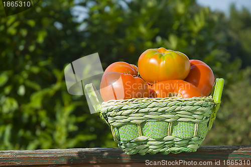 Image of organic tomatoes  in a basket