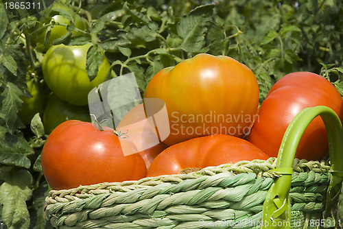Image of basket of tomatoes in the garden