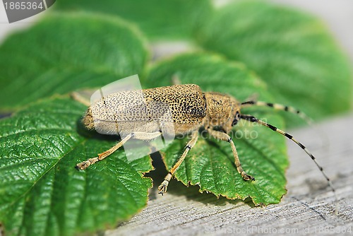 Image of Fat Beetle