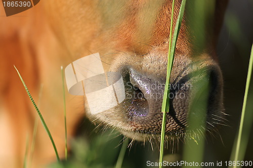 Image of cow