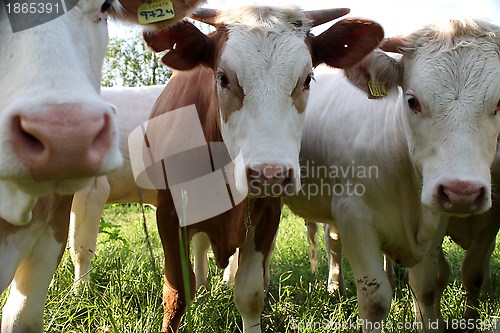 Image of cows