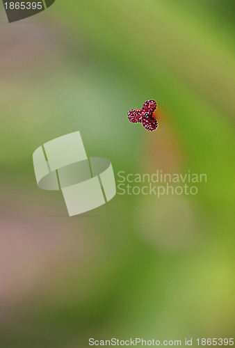 Image of macro flower