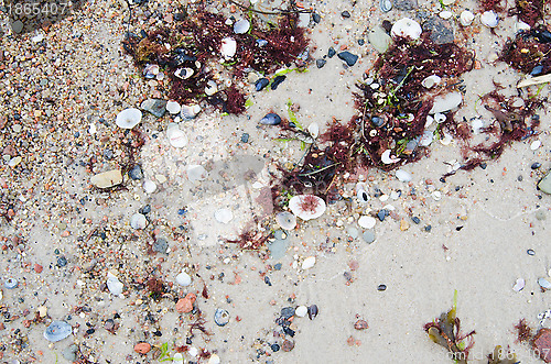 Image of Cockleshells on sandy to seacoast, a close up