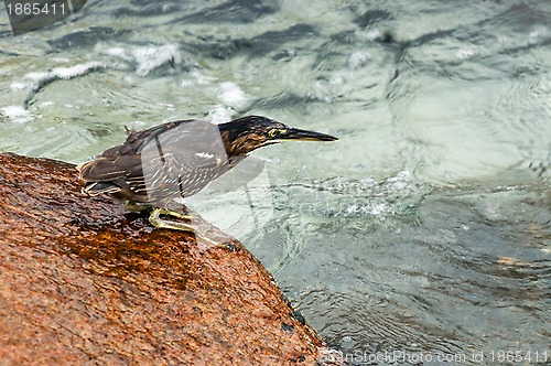 Image of Indian Pond Heron fishing