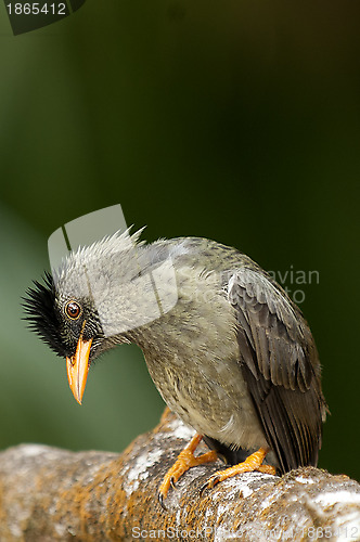 Image of Seychelles Bulbul