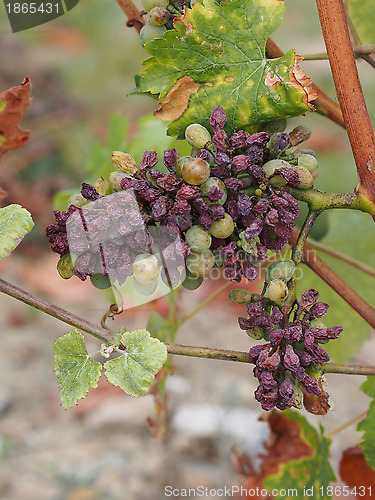 Image of Botrytised Chenin grape, Savenniere, France