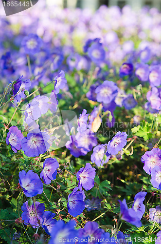 Image of Background from beautiful dark blue flowers 