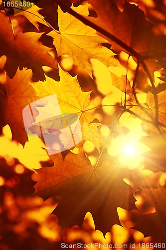 Image of Branch of autumn maple foliage with sunlight