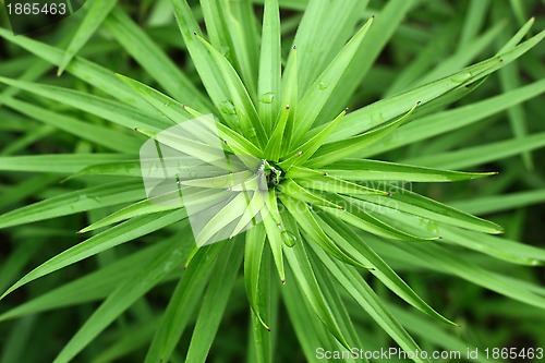 Image of Green plant background