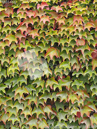 Image of Virginia creeper