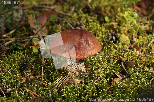 Image of mushroom