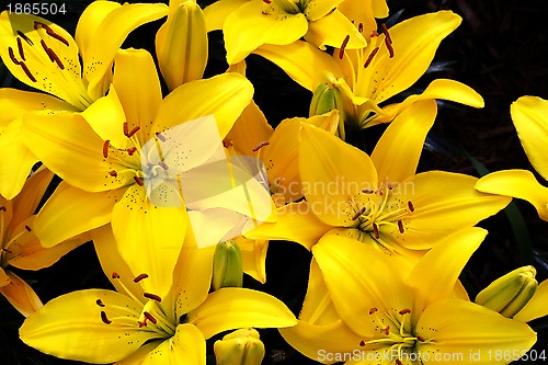 Image of Beautiful Yellow Lily