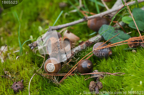 Image of Acorns On The Forest Floor