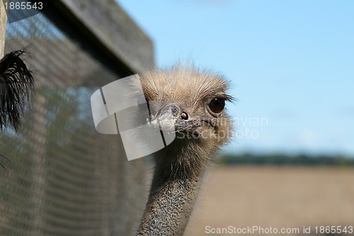 Image of Ostrich