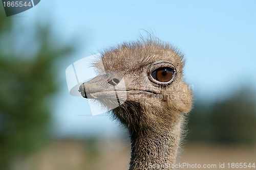 Image of Ostrich