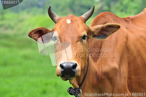 Image of Portrait of a Cow